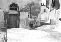 Santorini Street Cat