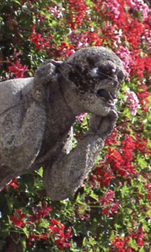 Flowers at the Rathaus