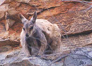 Wallaby