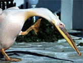 Pelican